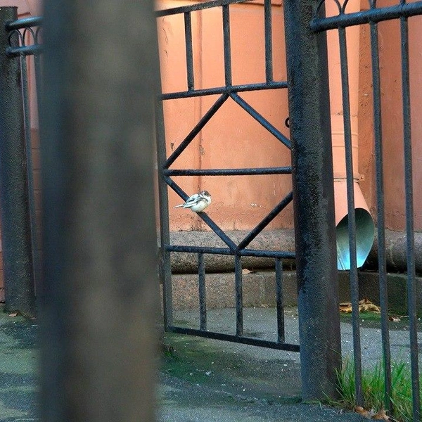 Источник: Павел Глазков / «Каждой твари по паре»