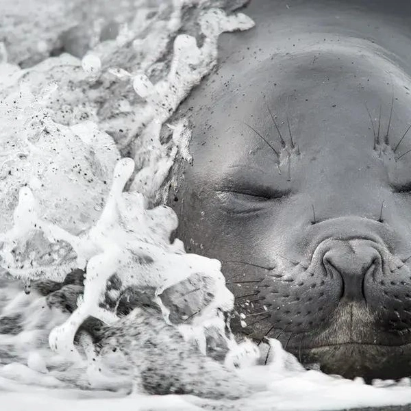 Источник: Anthony Smith / Smithsonian Magazine Photo Contest 2014