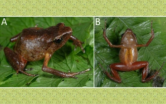 В горах Африки открыли вид лягушек, которые издают три звука: вот что они означают