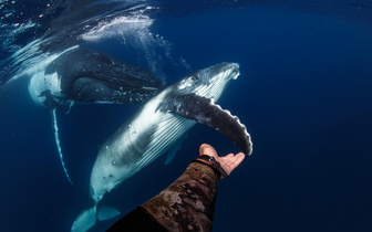 Знакомство с китом