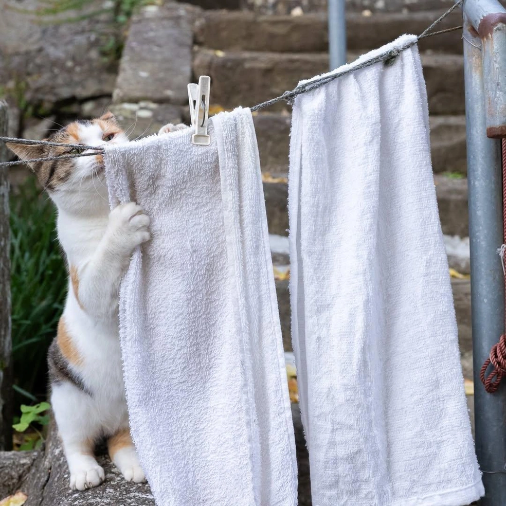 Хозяйственный пушистик | Источник: okirakuoki / Instagram (экстремистская организация, деятельность запрещена на территории РФ)