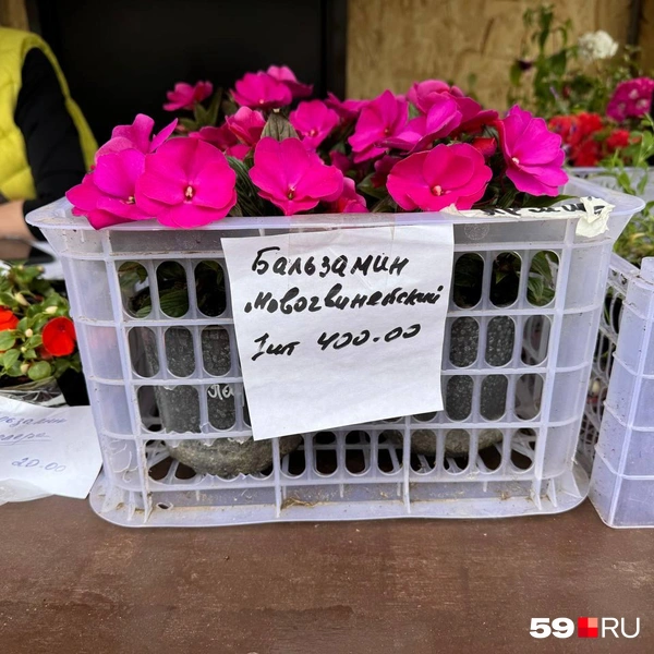 Источник: Наталья Пальникова / 59.RU
