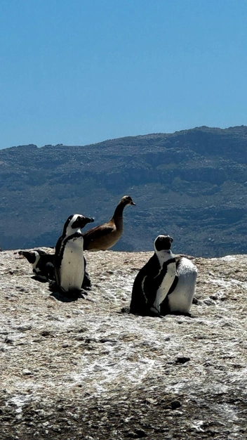 Пингвины чувствуют здесь себя очень свободно | Источник: Евгения Дегтянникова