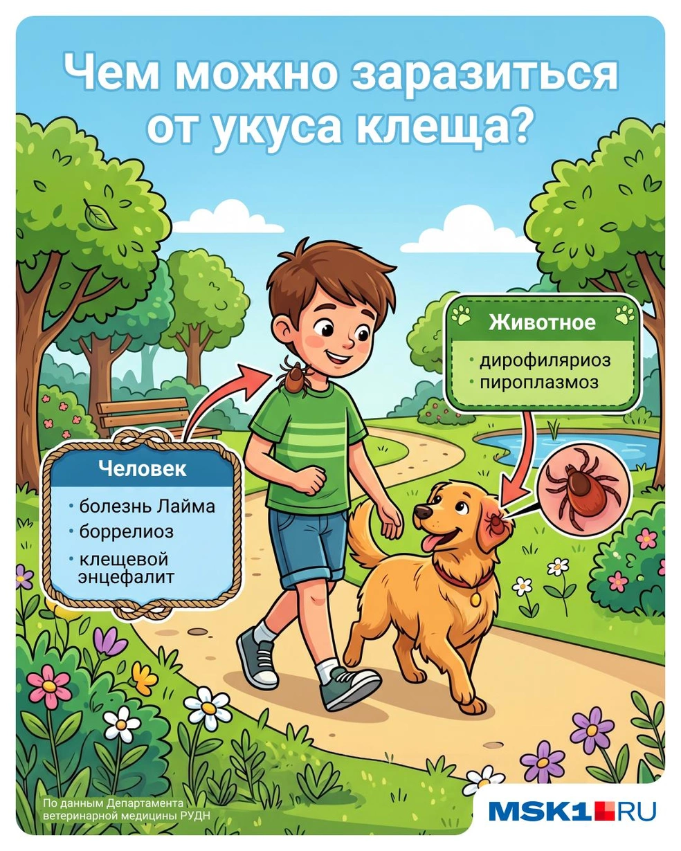 В случае укуса стоит сдать клеща на анализ | Источник: Евгения Бикунова / Городские медиа