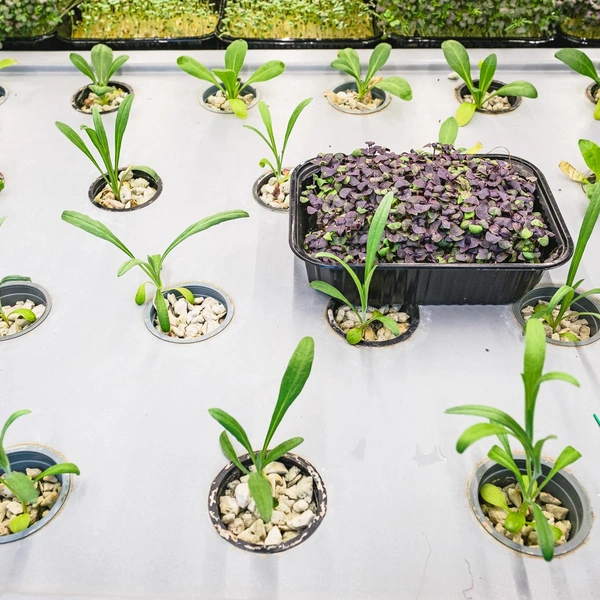 Поле васильков | Источник: Тимофей Калмаков / 59.RU