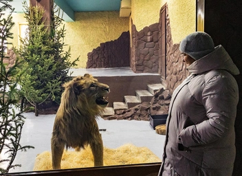 Лев&nbsp;— интерактивный | Источник: Парк флоры и фауны «Роев ручей»