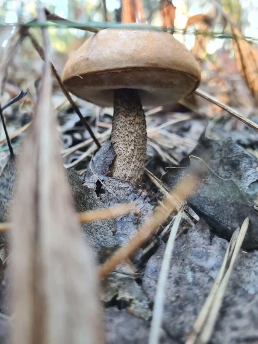 Подберезовик | Источник: читатель 63.RU