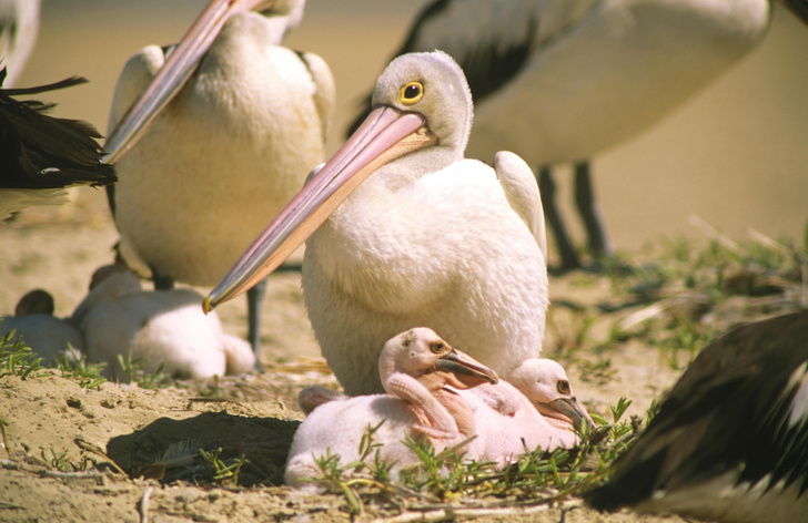 «Баба» с веслом: как живут пеликаны — птицы с самым большим в мире клювом