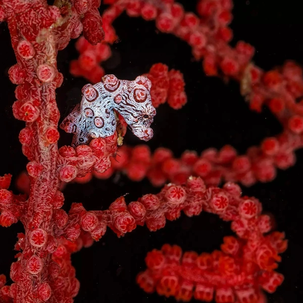 Финалист в номинации «Макросъемка» | Источник: Mary Gudgeon / Australian Geographic Nature Photographer 2025
