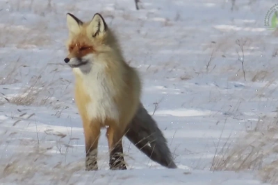 Степная лисица: факты от инспекторов заказника