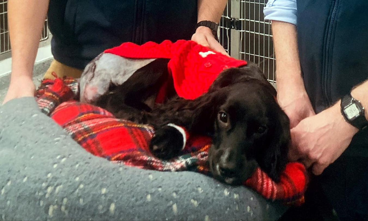 Ветеринары спасли собаку по имени Ариэль: из-за двух лишних лап она была похожа на Русалочку