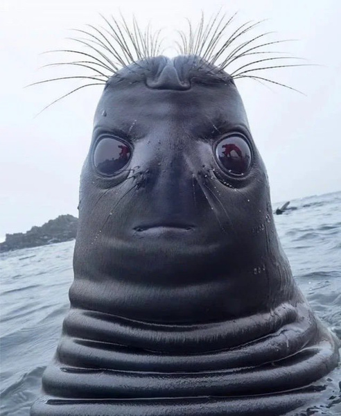 Странное фото тюленя, похожего на пришельца, разошлось на мемы