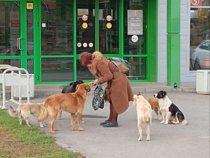 В городе-спутнике Волгограда бездомная собака набросилась на ребенка и порвала ему глаз