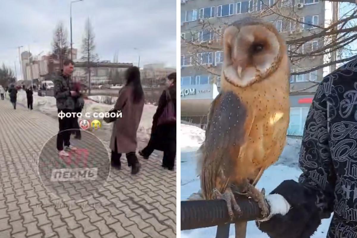 Таскают в кошачьих переносках: парни на эспланаде предлагают сделать фото с совами 59.RU поговорили с одним из них