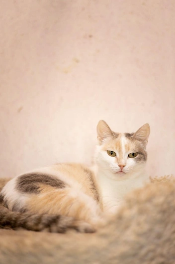 Источник: Елена Гасанова