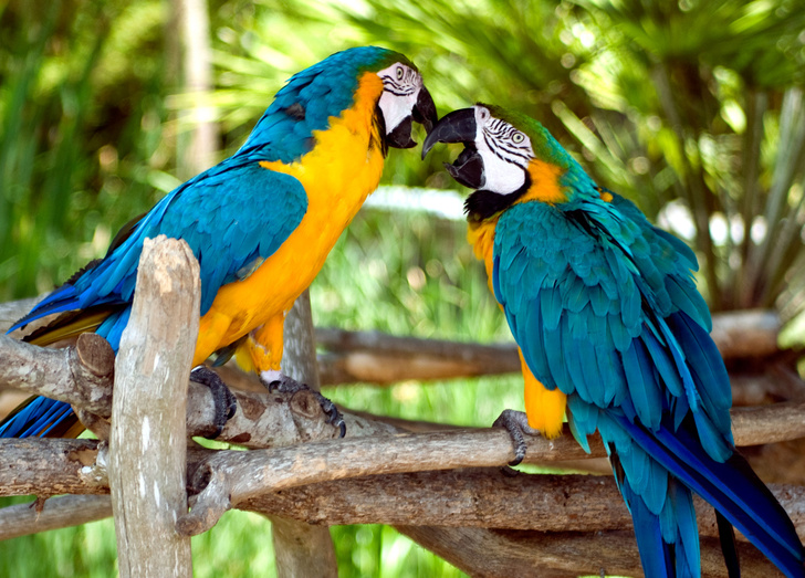 Почему одни попугаи разговаривают, а другие — нет?