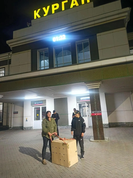  В приюте «Шанс» для подорлика изготовили специальный транспортный ящик | Источник: группа «Помощь птицам ЗАУРАЛЬЯ | другим животным»