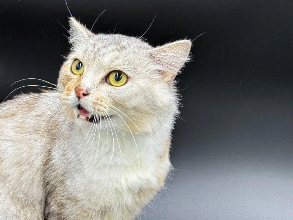 Коркуля нашли вместе с еще 29 другими котами на черной передержке | Источник: Vk.com/poteriashki