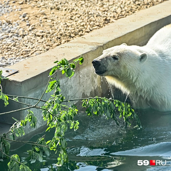 В жару медведи часто купаются  | Источник: Василина Любимова / 59.RU