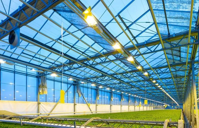 В теплицах агрохолдинга культивируют овощи, зелень и цветы | Источник: ГК «Горкунов»