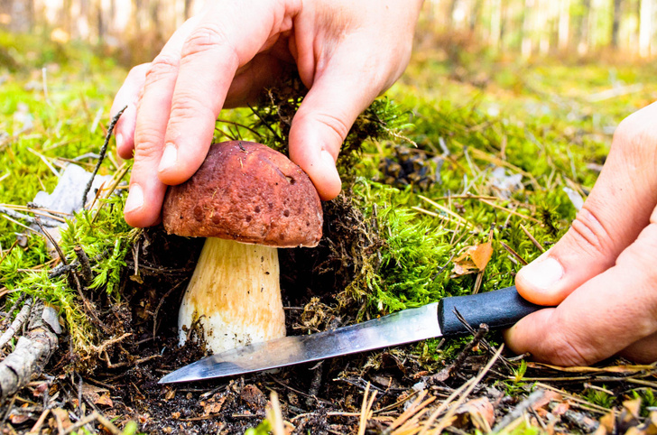 7 лайфхаков, чтобы не отравиться грибами