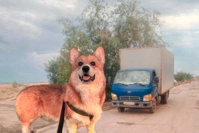 Полиция полгода не может найти водителя, задавившего собаку