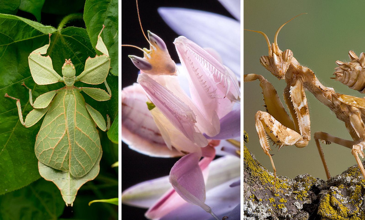7 насекомых, которых вы точно не сможете узнать