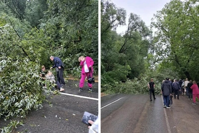 В Перми из-за ливня дерево придавило женщину: она в тяжелом состоянии