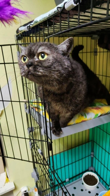 Фиме пять лет | Источник: приют «Муркот»