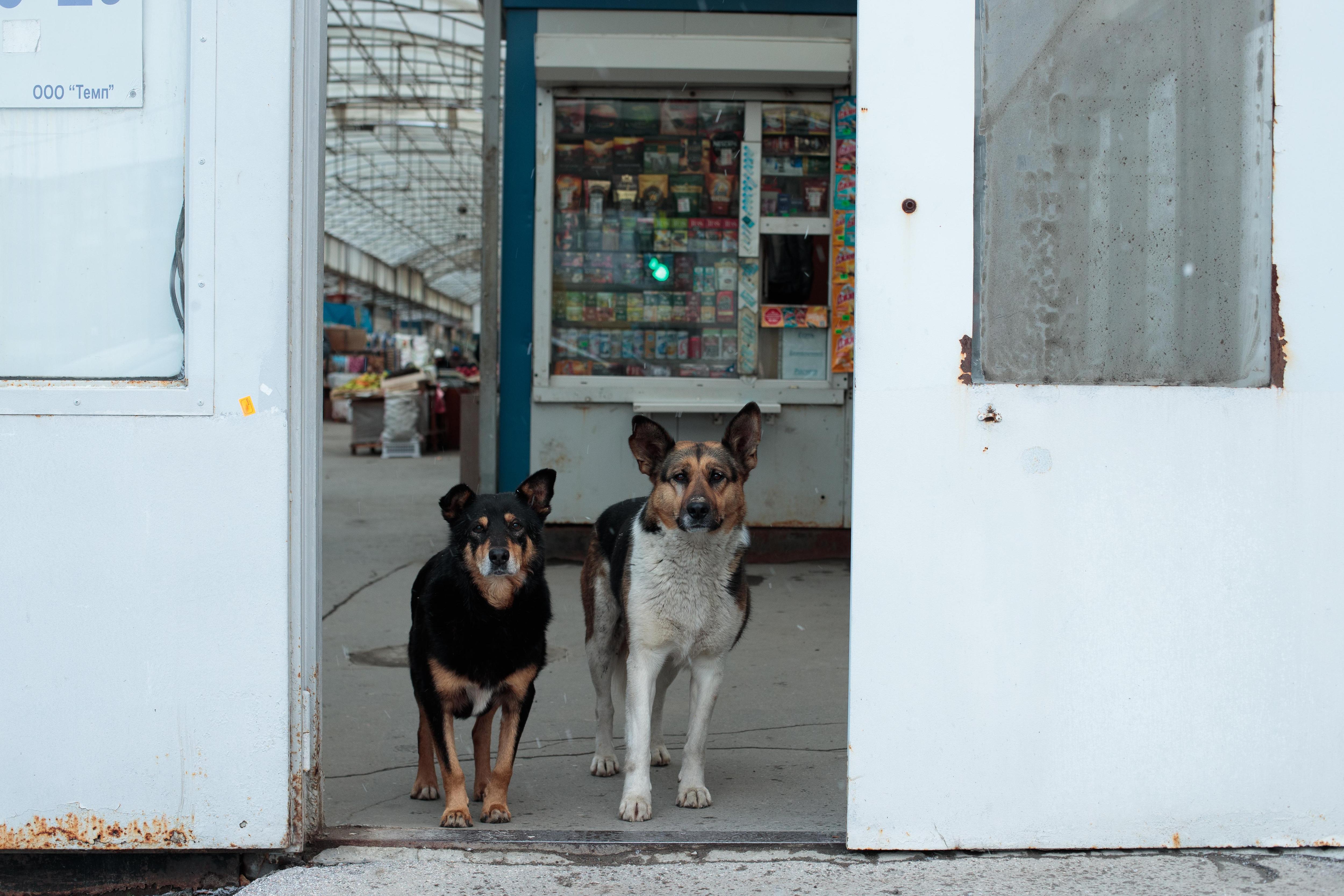 В Краснодаре будут ловить бездомных собак. В каких районах?