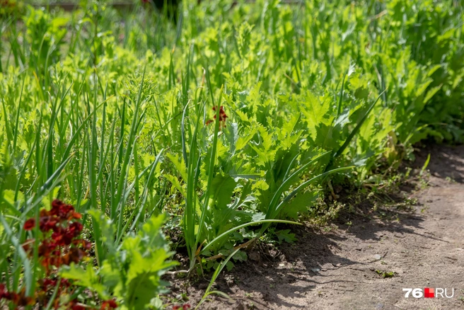 Сорт капусты — «Мегатон» | Источник: Кирилл Поверинов / 76.RU