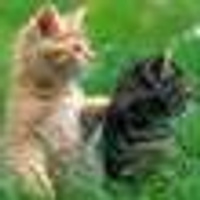 Аватарка Вероника