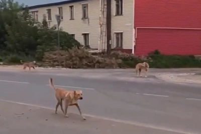 В Васильево, где погибла девочка, вновь заметили стаю собак