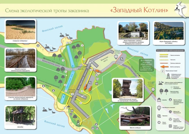 Источник: Государственный природный заказник «Западный Котлин»