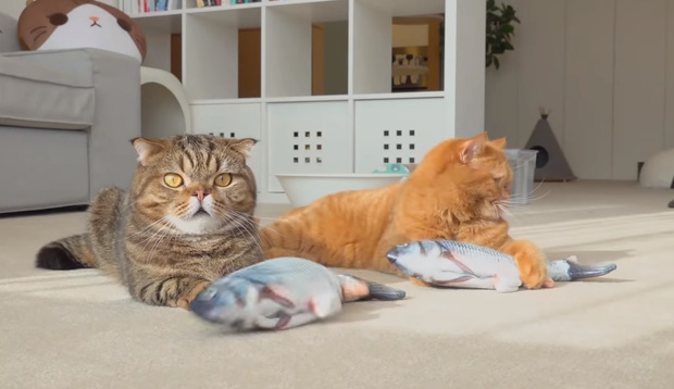 Фото №1 - Коты уморительно играют с заводной рыбой (видео)
