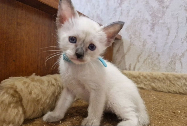 Источник: сервис для подачи объявления