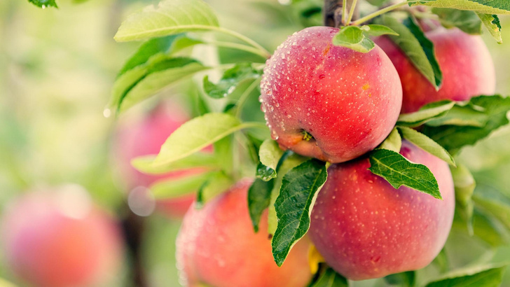 Яблочный Спас: что делать с урожаем — советы нутрициолога