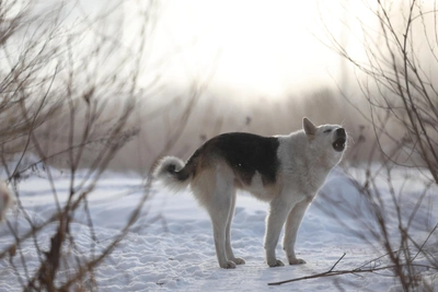 Эхинококкоз: риски заражения и меры защиты