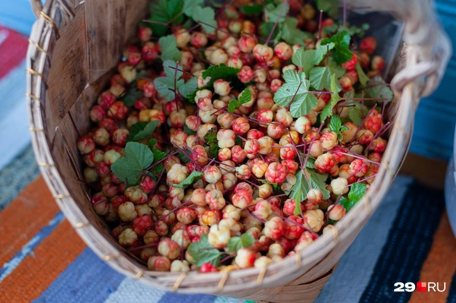 Ягоды в том числе будут направлять на производство фармацевтики | Источник: Иван Митюшёв / 29.RU