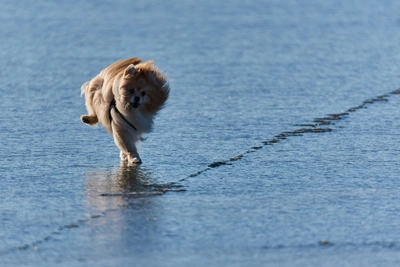 Обзор средств от клещей в новосибирских зоомагазинах