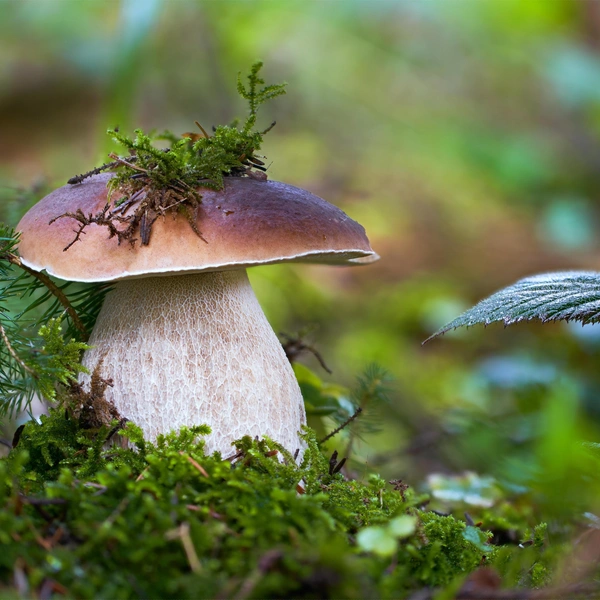 Белый гриб | Источник: Adrian_am13&nbsp;via&nbsp;Shutterstock/Fotodom.ru
