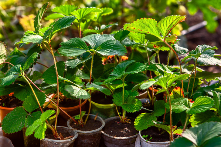 Как вырастить клубнику из семян: сроки, технология, посадка в грунт