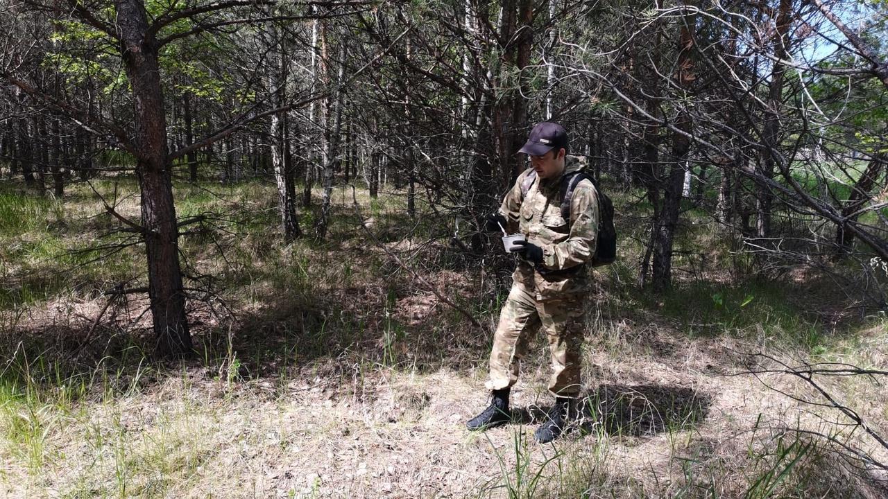 Трихограмма против пилильщика: в Щучанском округе с вредителем борются экспериментальным методом