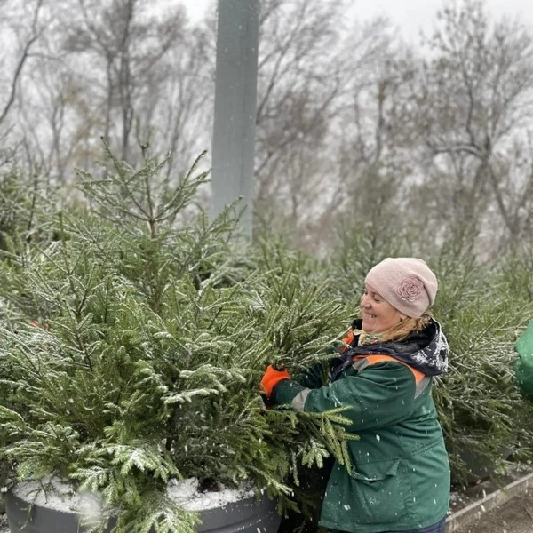 Источник: Комитет по благоустройству Санкт-Петербурга