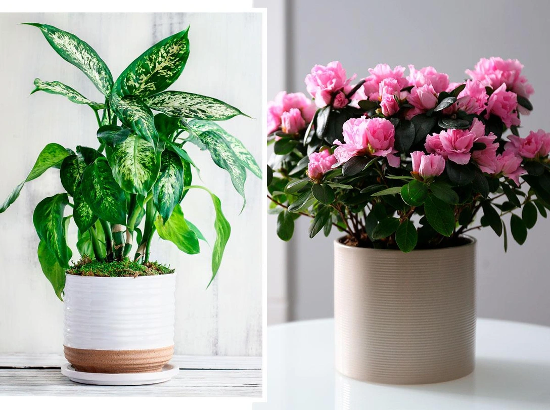 Цветы-вампиры: 10 ядовитых комнатных растений, которые нельзя держать дома | marieclaire.ru