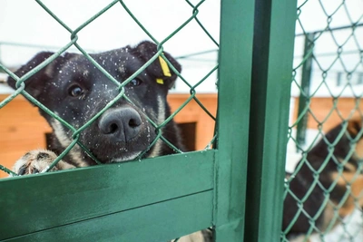 На улице Малыгина открыли приют для животных