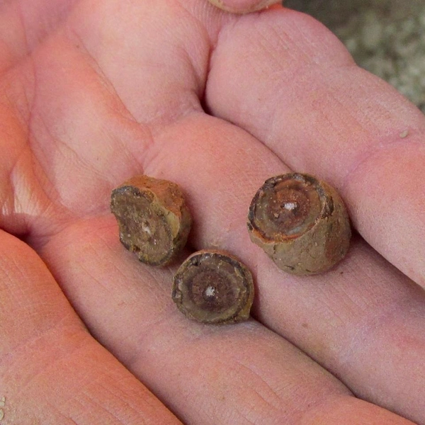 Источник: Ю. Сучкова, Нижегородский музей-заповедник / Vk.com