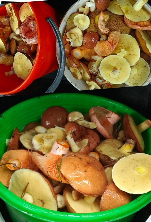 Источник: Наталья Башмакова / «Грибы и грибники Екатеринбурга и Свердловской области» / Vk.com