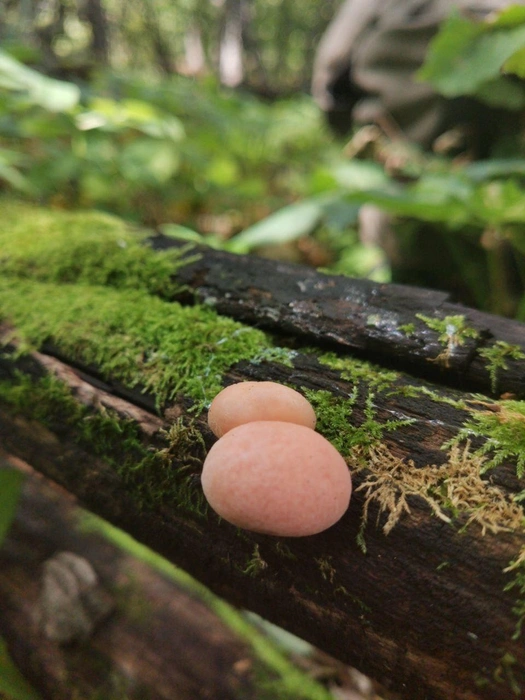 Напоминаем: сбор грибов на территории заповедника запрещён | Источник: Жигулевский заповедник / t.me