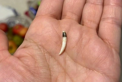 Екатеринбурженка нашла «клык саблезубого тигра» в холодце